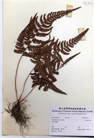 藏品(南海鱗毛蕨)的圖片